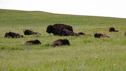Bisons in a summer field