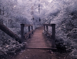 Holzbrücke in einem Wald