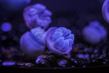Closeup of a purple jellyfish