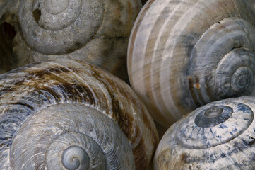 Snail shells - Spiral - Golden ratio - Golde spiral - Texture 2