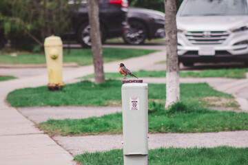 American Robin sitting on an electrical box along a sidewalk in an Ontario, Canada neighbourhood