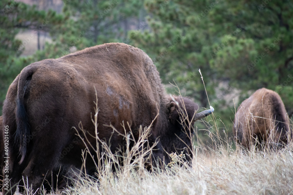 Canvas Prints Closeup shot of a bull grazing in a field