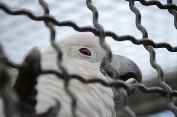 Cute salmon-crested cockatoo (white parrot) looking through the fence © Leif Posner/Wirestock