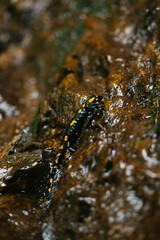 Vertical shot of a fire salamander walking in the forest