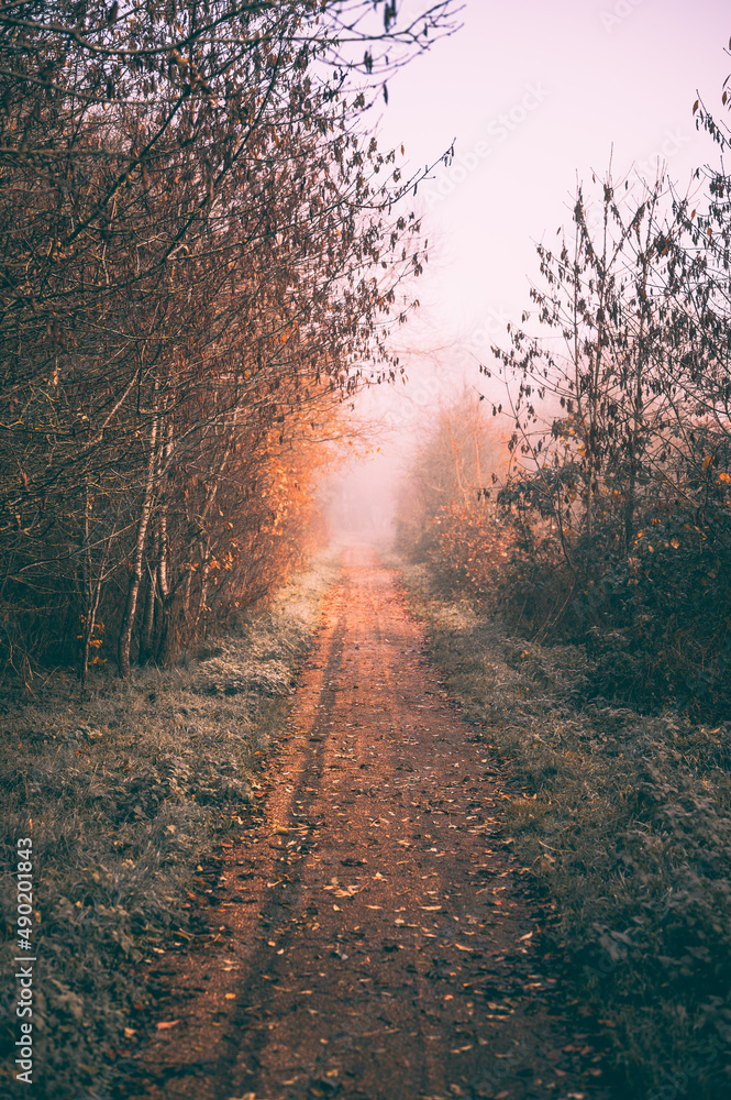 Poster view of a sand path with grass and trees on its both sides during autumn time at sunrise