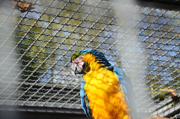 Cute ara (parrot) in a cage © Leif Posner/Wirestock