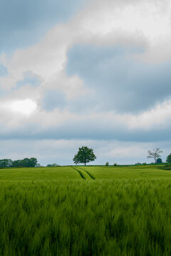 Vertical shot of a grassy field under the cludy sky