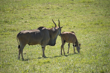 Eland's couple in heat ( Taurotragus oryx )