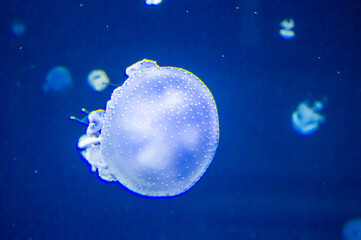 Closeup shot of a jellyfish glowing in the water at night