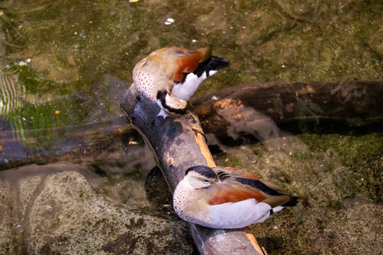 Couple of Mandarinka ducks perching on a wood above a pond