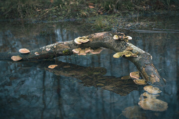 Closeup of the tree trunk with mushrooms in the lake.