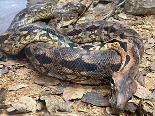 close up of  Madagascar ground boa snake
