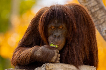Shallow focus shot of an orangutan eating food © Justin44/Wirestock