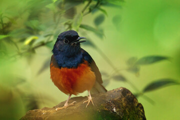 White-rumped shama, Copsychus malabaricus, singing song in green rain forest. Male of small bird with glossy black feather, chestnut belly and long white feathers in tail. Habitat Sumatra, Borneo.