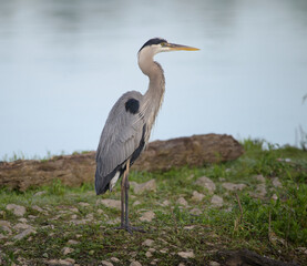 Great heron sits amongst the mangroves in the Florida Keys