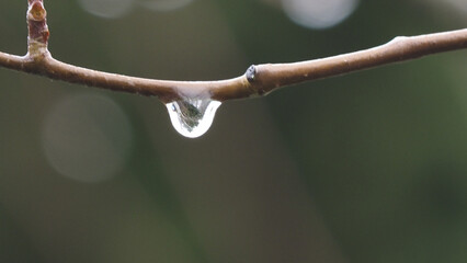 Close up of tree branches after rain © Photoartbymick/Wirestock