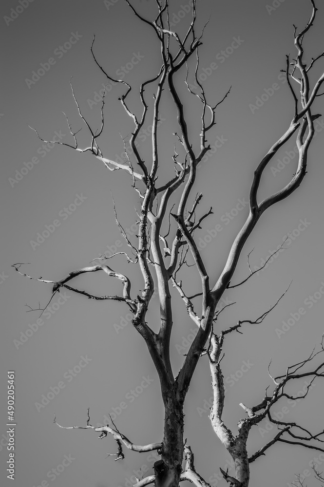 Poster grayscale vertical shot of a dry tree with bare branches