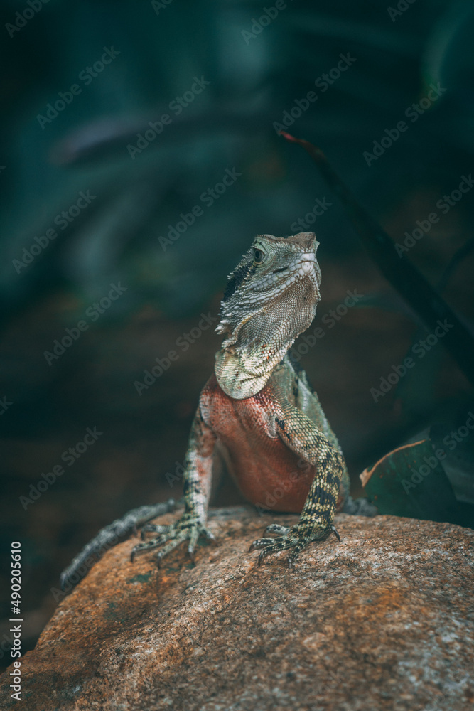 Wall mural vertical shot of a lizard looking away on a stone