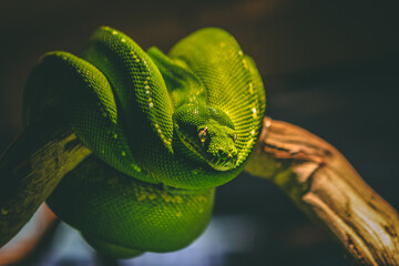 Closeup shot of a green snake curled on a branch - Powered by Adobe