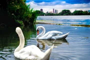 Fotobehang Peaceful scene with a couple of beautiful mute swans in the pond © Mike75/Wirestock