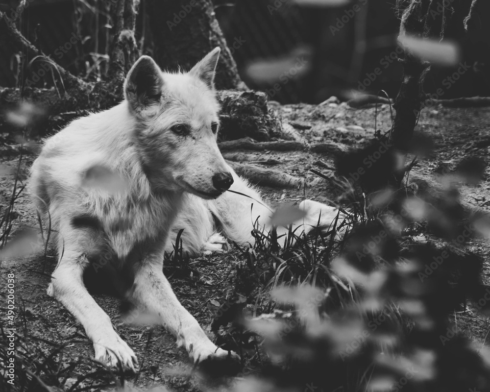 Wall mural grayscale shot of a white wolf laying on the ground.