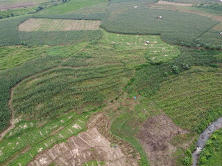 
Aerial view The fertile corn gardens in Indonesia produce carbohydrate foods other than wheat and rice ind Kendal Regency As a basic ingredient of cornstarch and can be used for animal feed