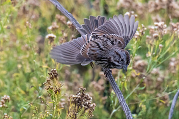 High angle shot of a perched Song sparrow © James Opiyo/Wirestock