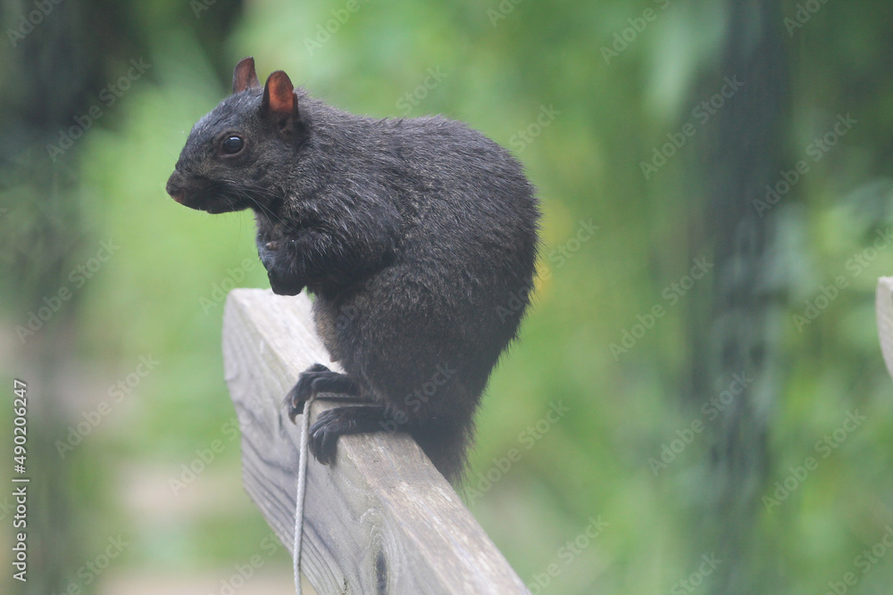 Sticker closeup shot of an eastern gray squirrel sitting on the wooden plank on a blurred background