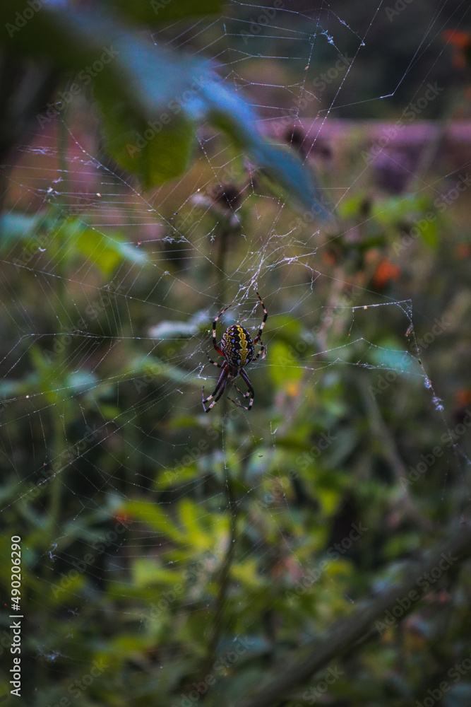 Sticker Vertical photo of an orb weaving spider with plants in a blur background