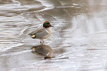 Eurasian teal bird perched on a lake shore