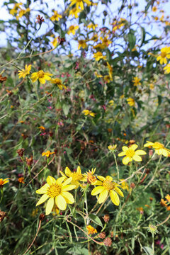 Vertical photo of arnica chamissonis plant