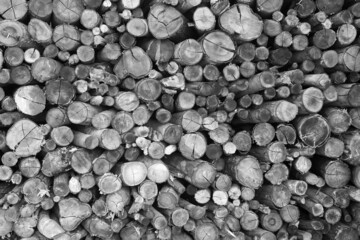 Wall of stacked wooden logs as a background photographed in black and white