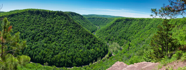 Panoramic view of green trees and plants in the Pine Creek Gorge, Pennsylvania, USA