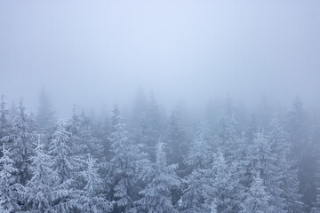 View of the dense forest with firs and pines covered with snow in the cold winter