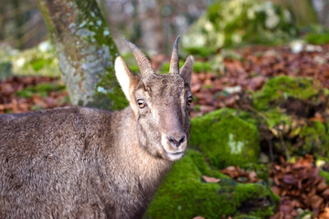 Closeup of a goral in the forest - obrazy, fototapety, plakaty