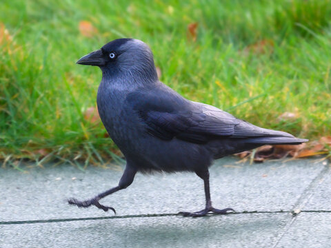 Side view of a beautiful Western jackdaw bird walking in the ground