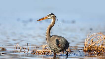 Great blue heron in the lake hunting for fish