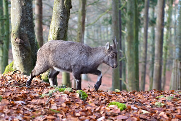 Closeup of a goral in the forest