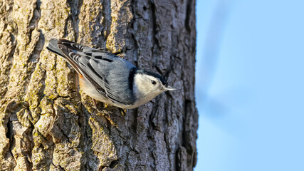 Close up shot of Nuthatch bird on a tree trunk