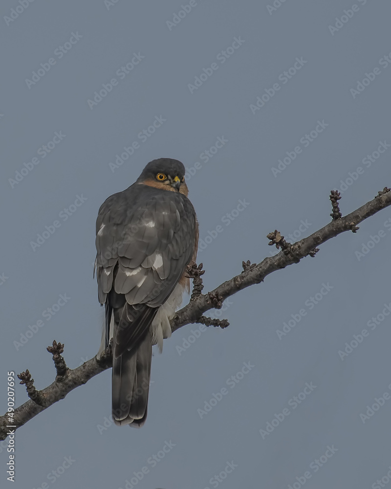 Poster closeup of a bird on a branch in a field