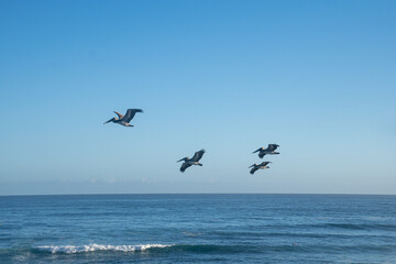 Fototapeta na wymiar Pelicans Aguadilla Beach Puerto Rico