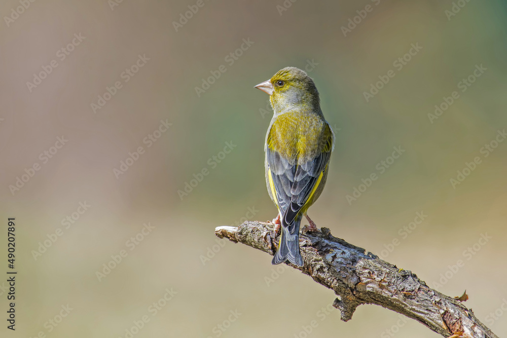 Poster closeup of a bird on a branch in a field