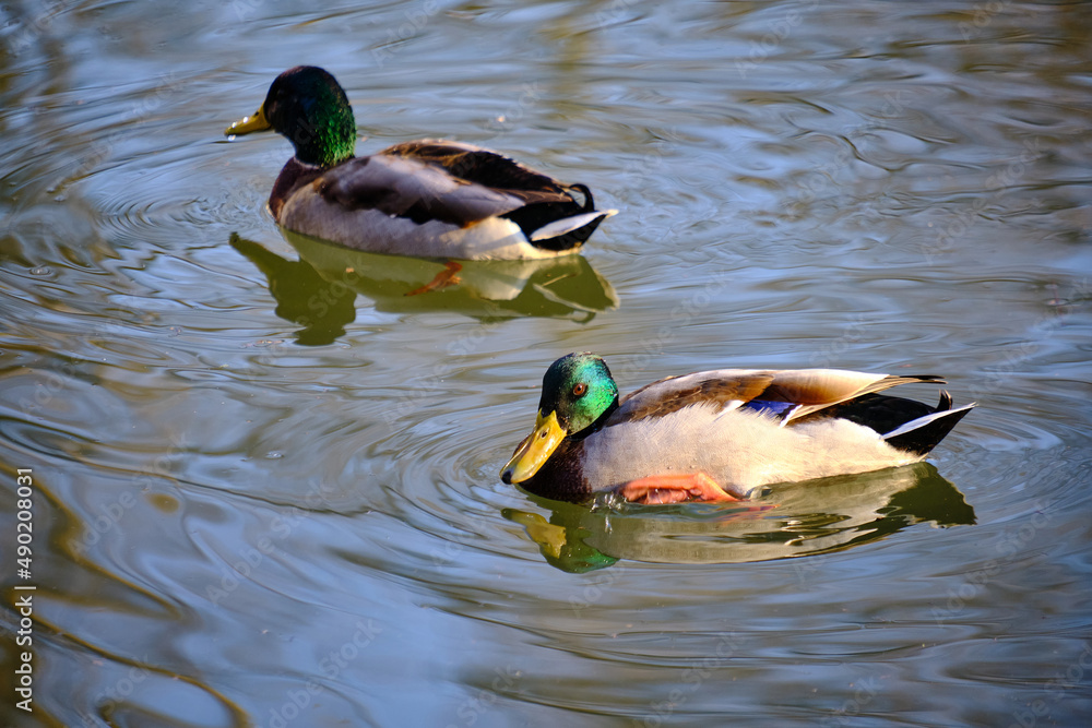 Wall mural Beautiful view of two Mallard ducks swimming in the shiny water