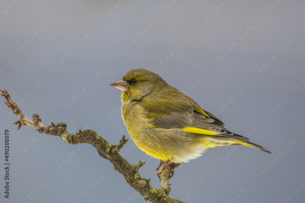 Poster closeup of a bird on a branch in a field