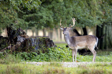 Gros plan de cerfs dans la belle forêt en Suède