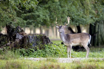 Foto auf Acrylglas Hirsch Nahaufnahme von Hirschen im schönen Wald in Schweden