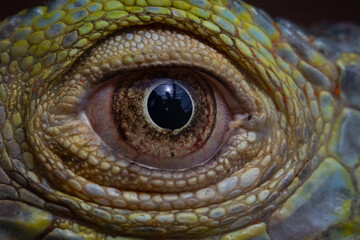 Closeup of a beautiful chameleon eye with reflections