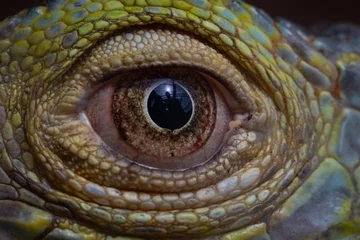 Kussenhoes Closeup of a beautiful chameleon eye with reflections © Darryl1/Wirestock