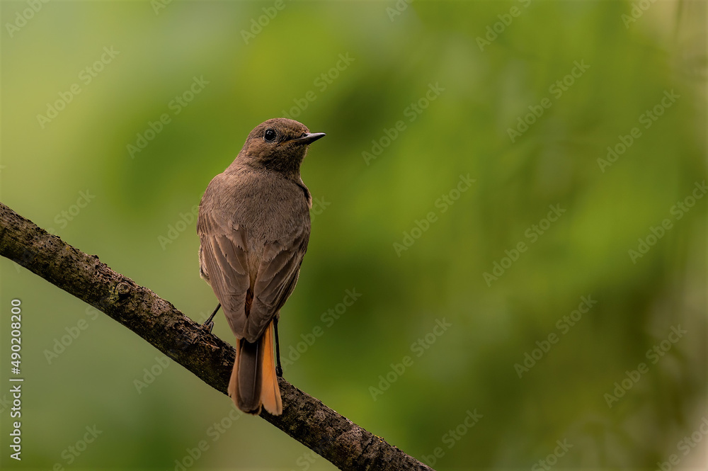 Poster closeup of a bird on a branch in a field