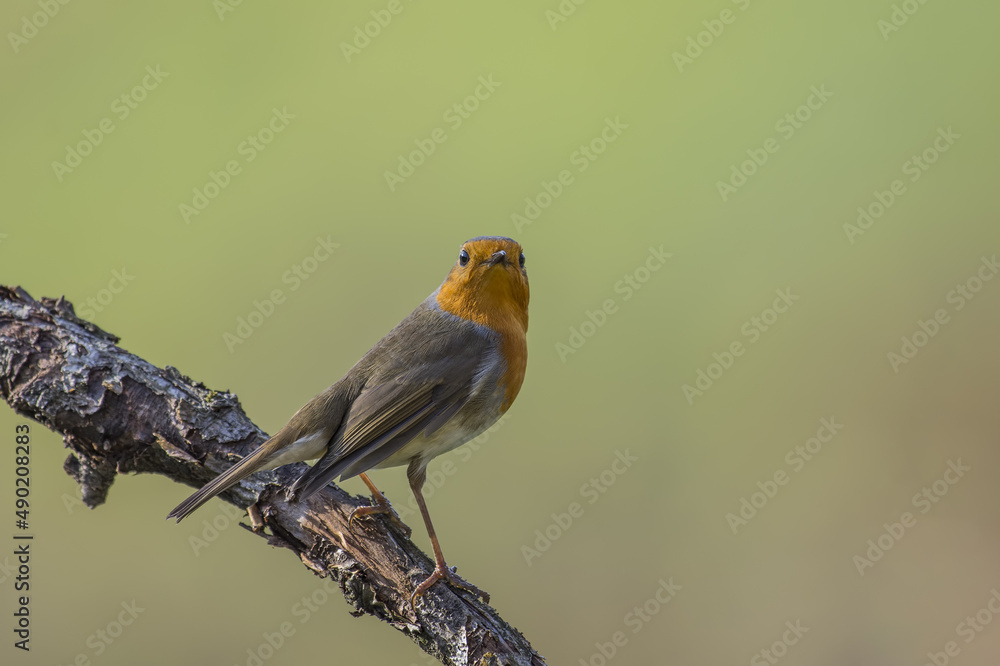 Poster closeup of a bird on a branch in a field